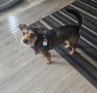 Fred, a Adoptable mixed breed in Wichita, KS image 1/3