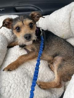Fred, a Adoptable mixed breed in Wichita, KS image 2/3
