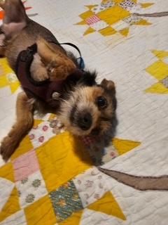 Fred, a Adoptable mixed breed in Wichita, KS image 3/3
