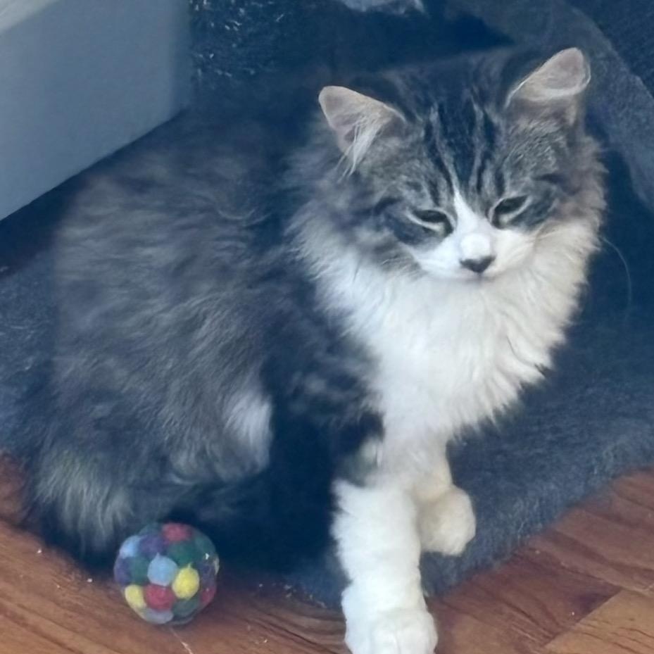 Enlarge Muffin, an adopted Domestic Medium Hair in west Warwick, RI image 1/1