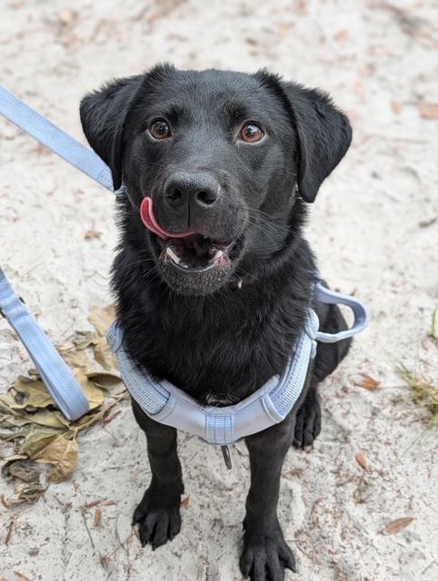 Erin, Young Female Black Labrador Retriever