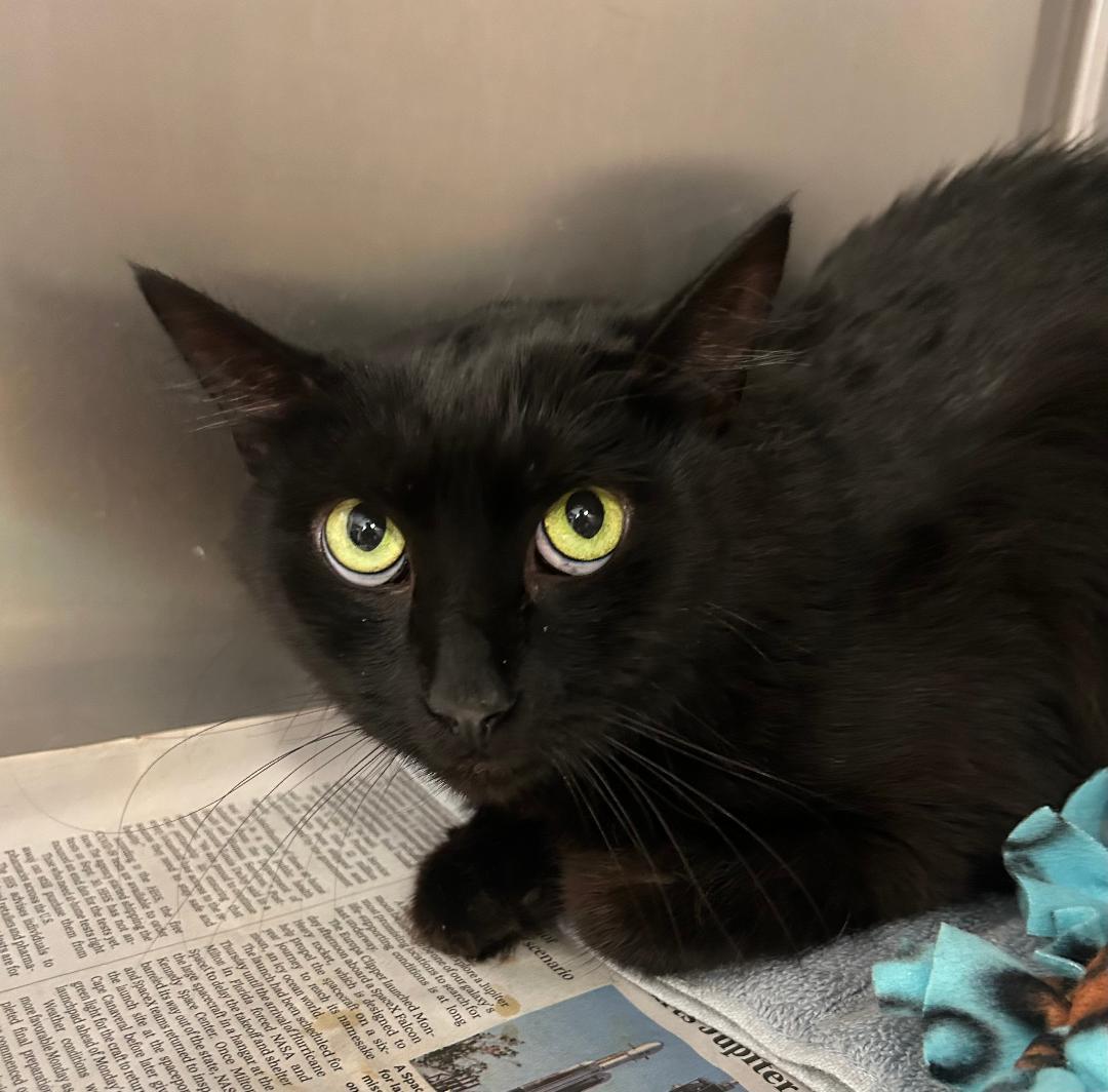 Jordie, a Adoptable Domestic Short Hair in Sayreville, NJ image 1/8