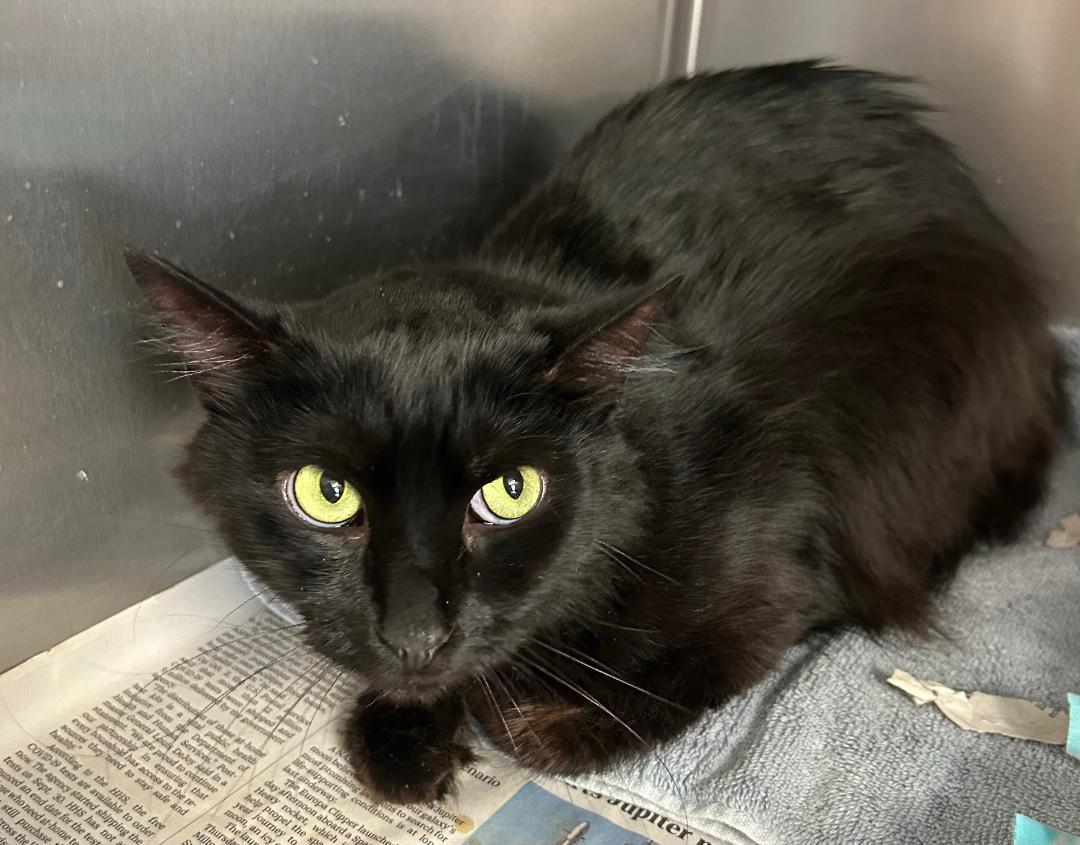 Enlarge Jordie, a Adoptable Domestic Short Hair in Sayreville, NJ image 8/8