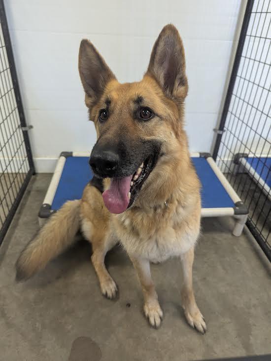 Jinx, adopted, Young Female German Shepherd Dog.