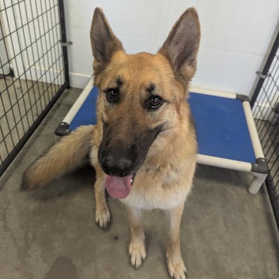Enlarge Jinx, an adopted German Shepherd Dog in Blue Earth, MN image 3/3
