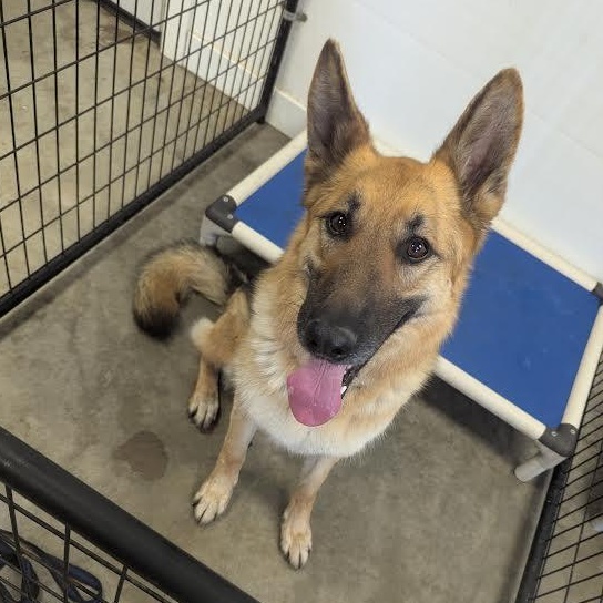 Enlarge Jinx, an adopted German Shepherd Dog in Blue Earth, MN image 2/3