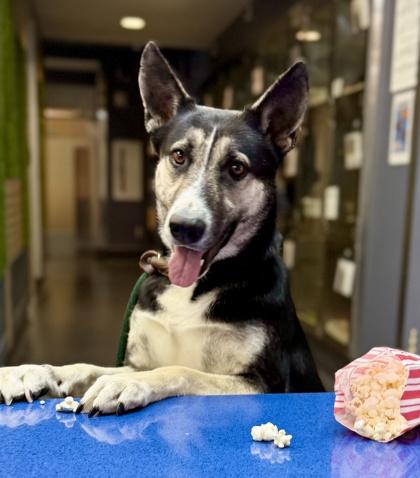Sophie, Adoptable, Adult Female Shepherd & Mixed Breed.