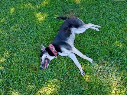 Enlarge Sophie, a Adoptable mixed breed in Fort Worth, TX image 2/3