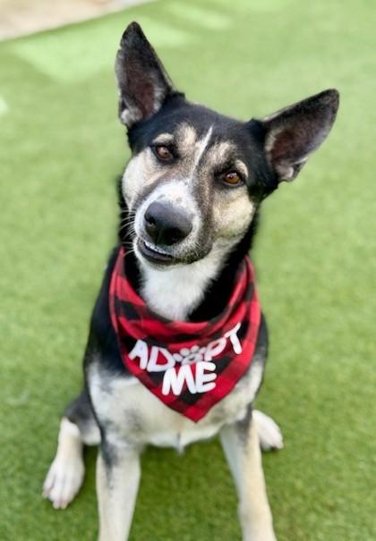 Enlarge Sophie, a Adoptable mixed breed in Fort Worth, TX image 3/3