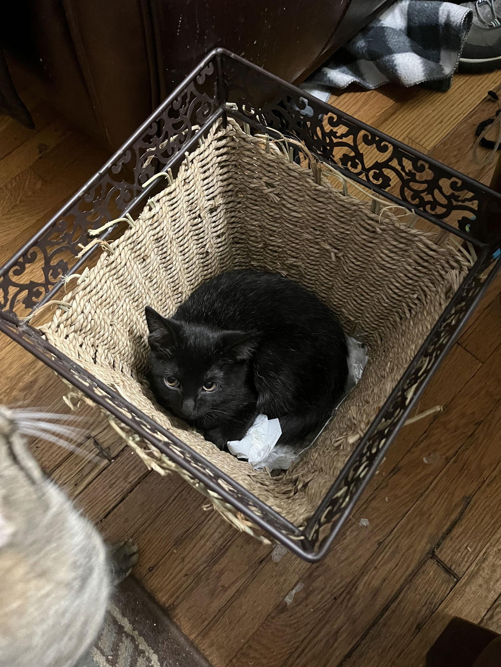 Enlarge Beezus, a Adopted Domestic Short Hair in Rochester, NY image 1/2