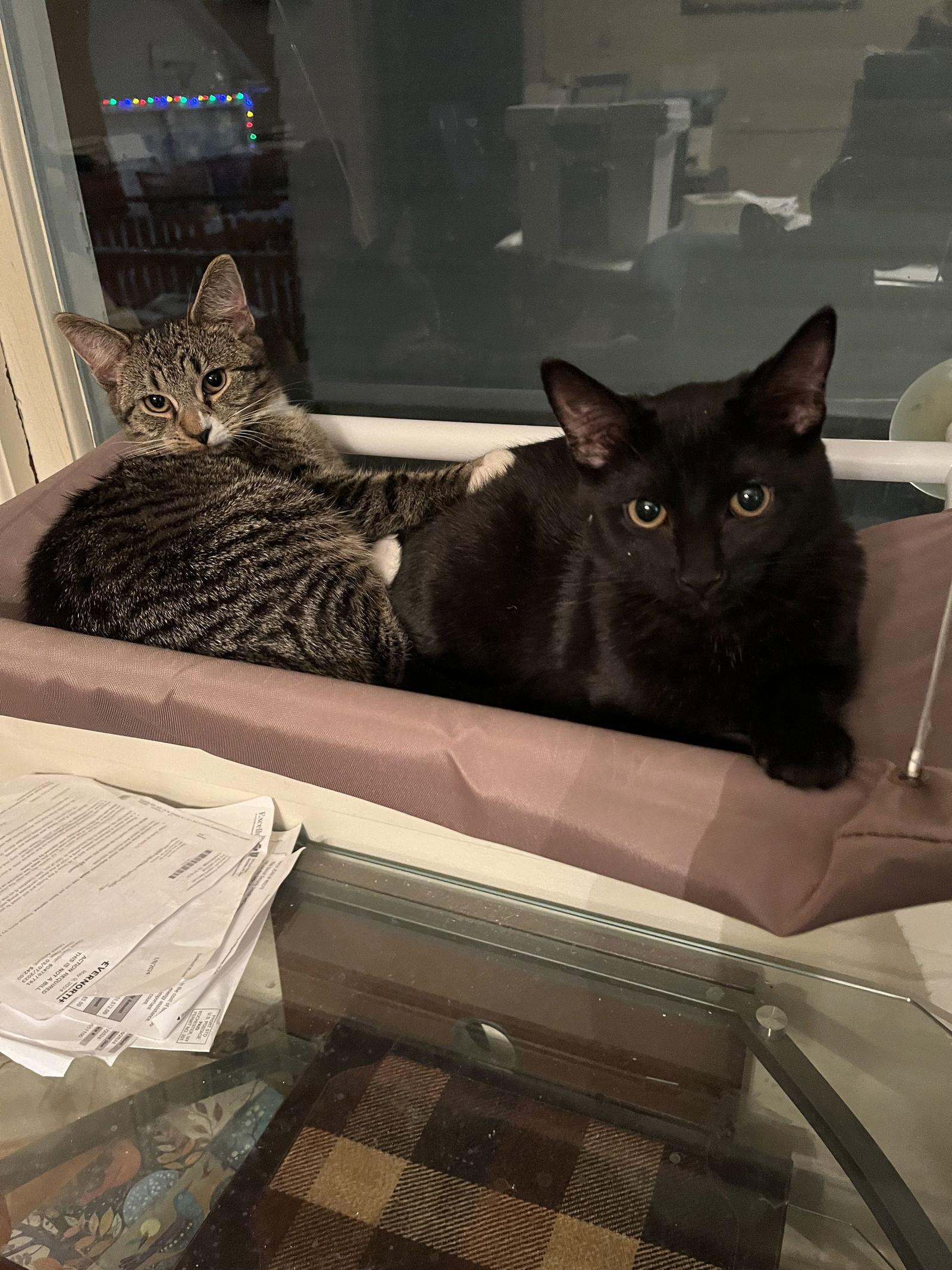 Enlarge Beezus, a Adopted Domestic Short Hair in Rochester, NY image 2/2