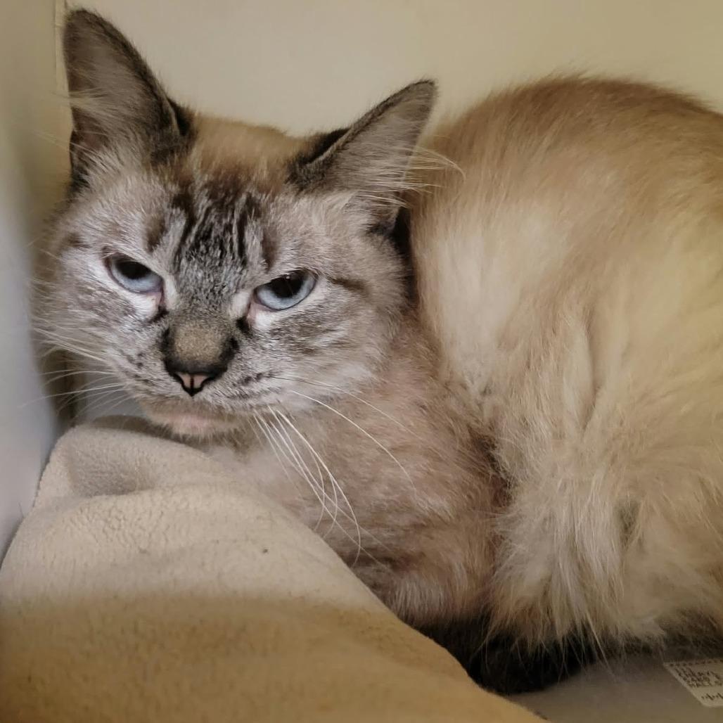 Enlarge Roz, a Adoptable Domestic Long Hair in Columbia, MO image 1/1
