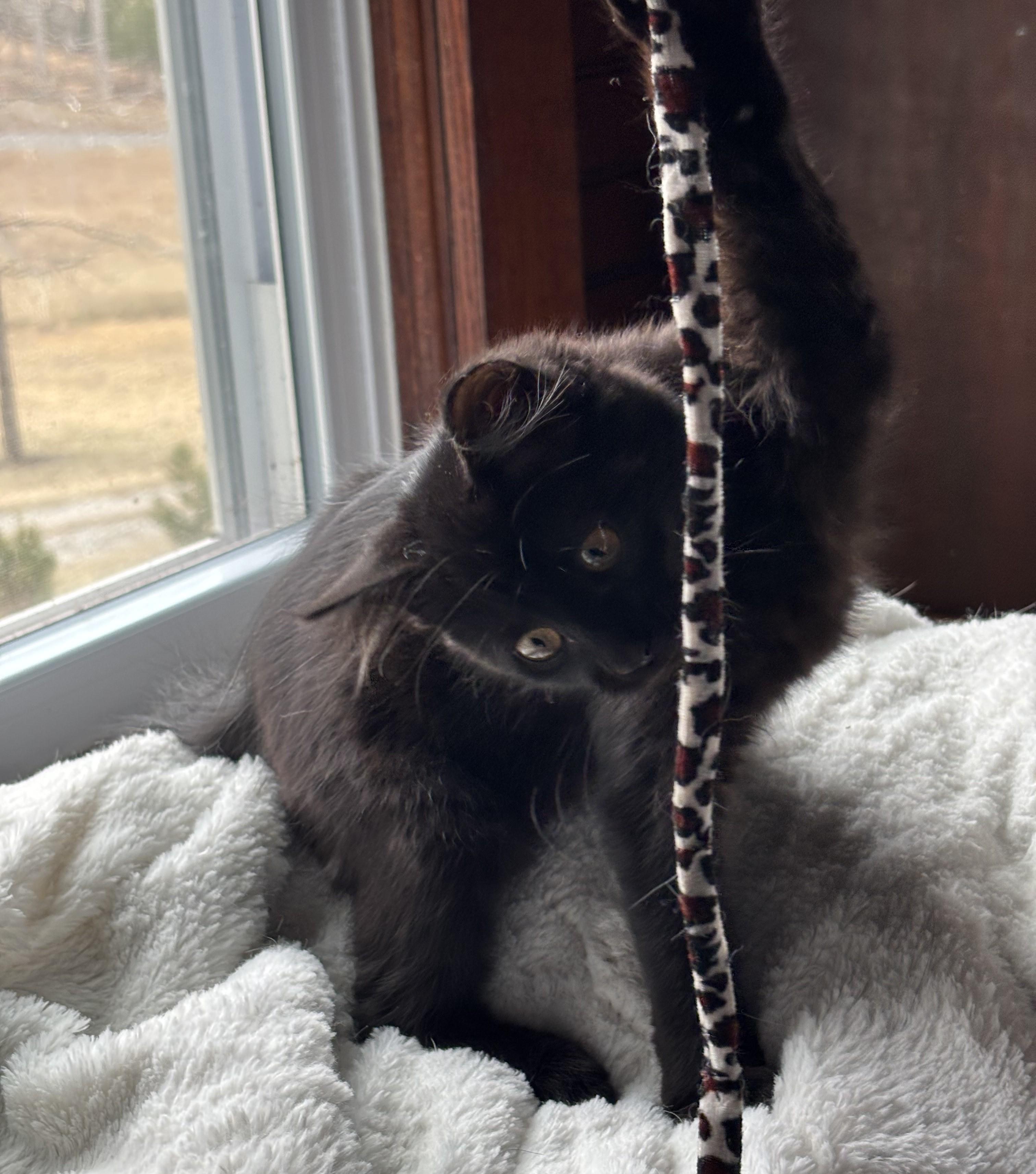Sarabi, adopted, Kitten Female Domestic Medium Hair.
