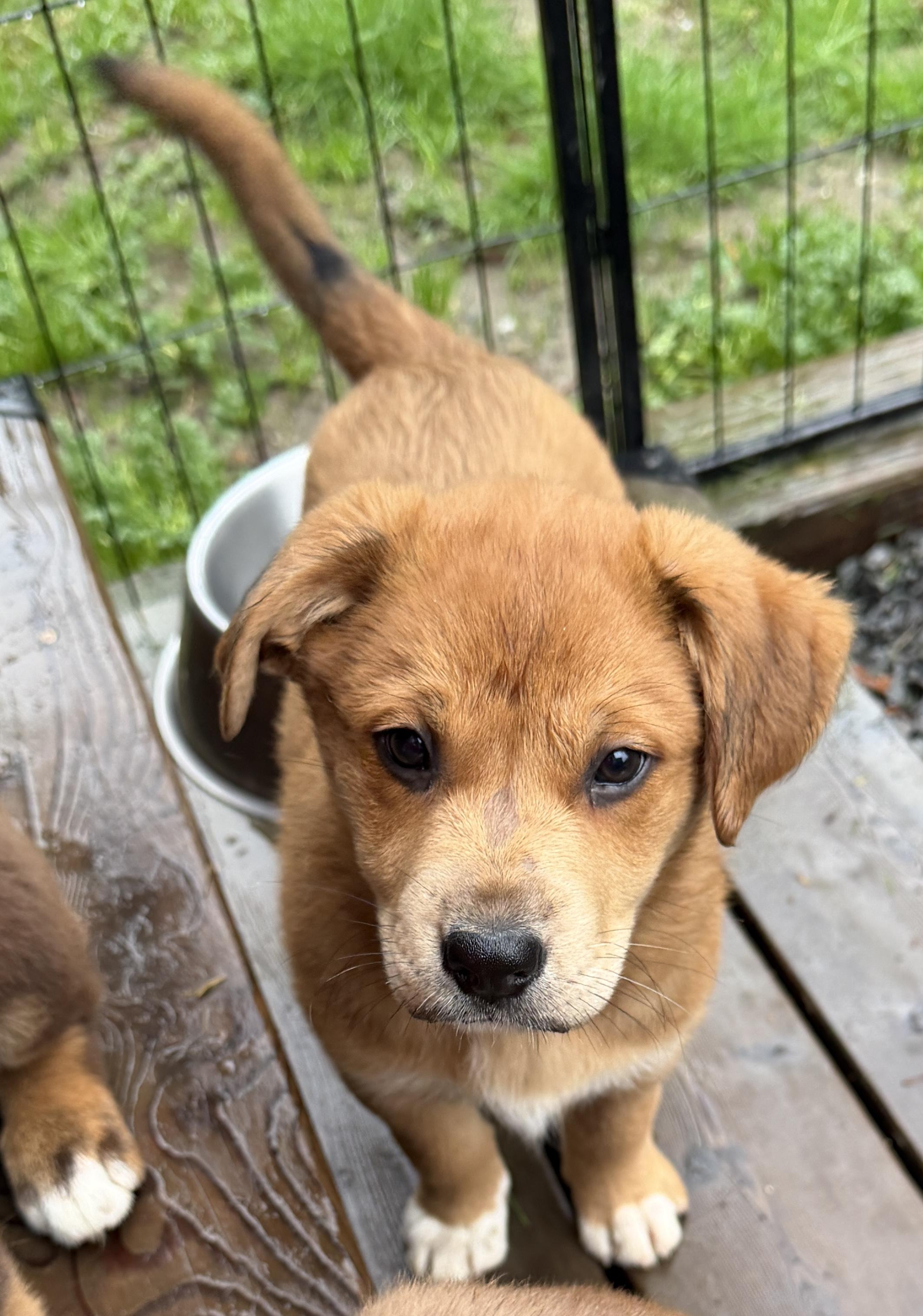 Enlarge Lynelle (Yellowstone litter), an adoptable mixed breed in Silvana, WA image 2/6