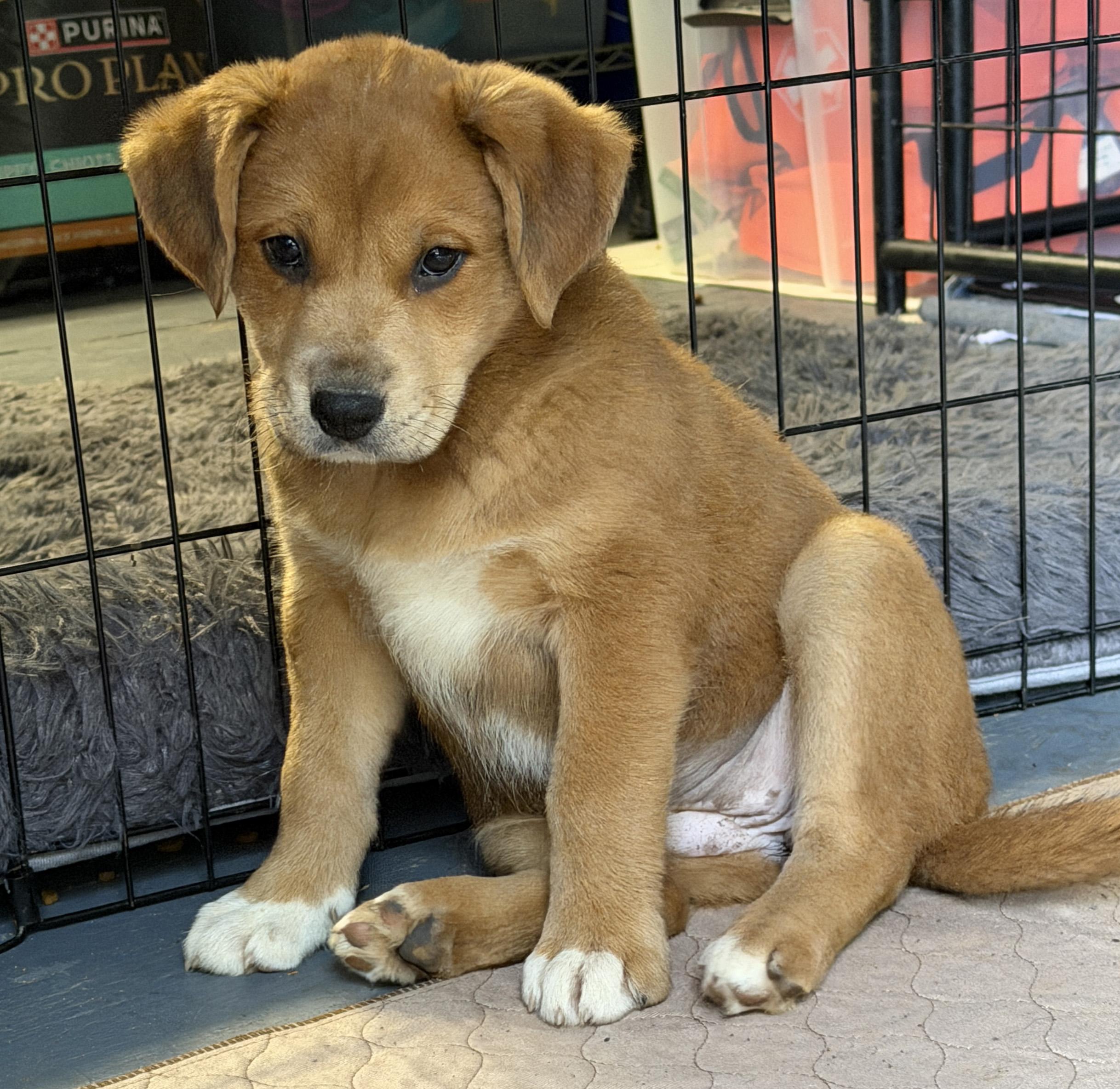 Enlarge Lynelle (Yellowstone litter), an adoptable mixed breed in Silvana, WA image 3/6