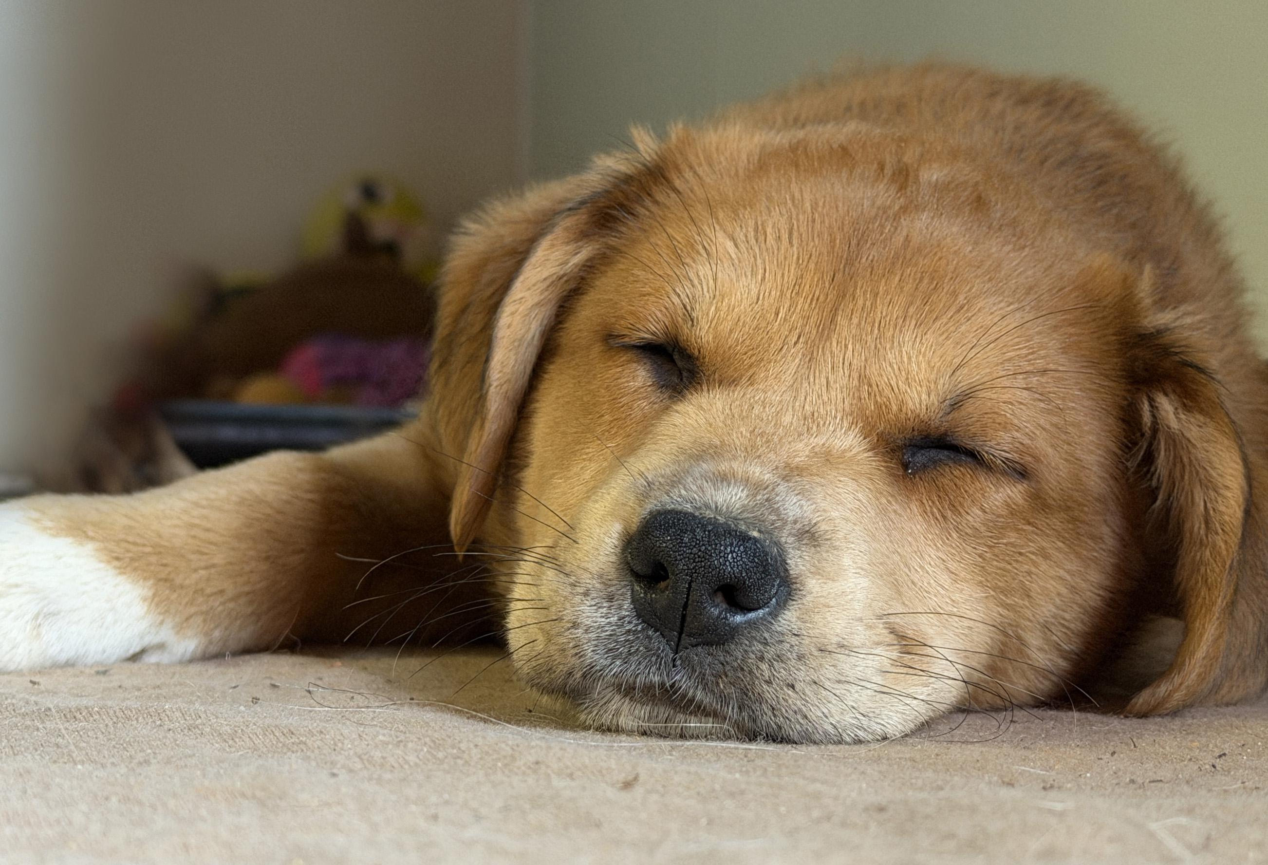 Enlarge Lynelle (Yellowstone litter), an adoptable mixed breed in Silvana, WA image 4/6