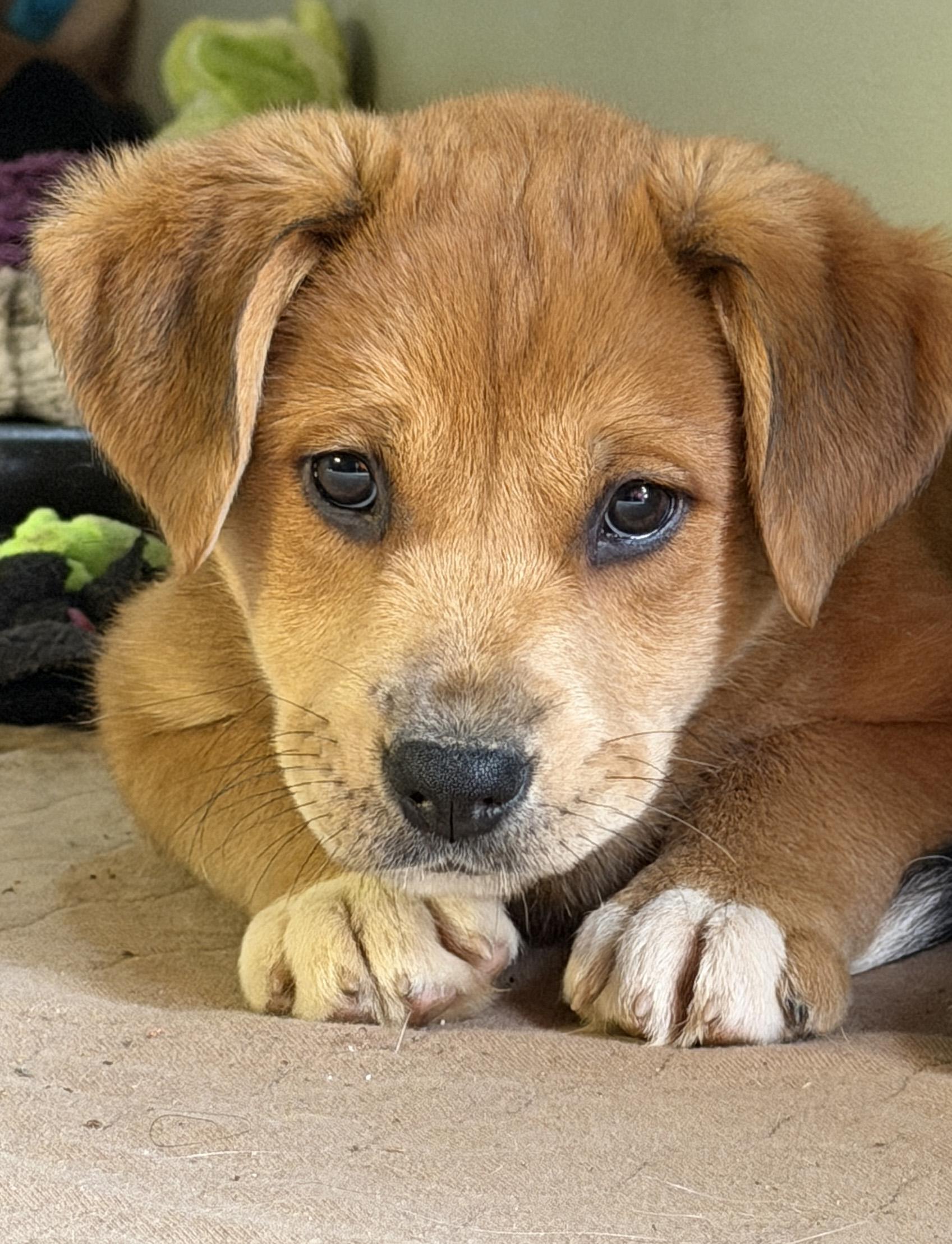 Enlarge Lynelle (Yellowstone litter), an adoptable mixed breed in Silvana, WA image 1/6