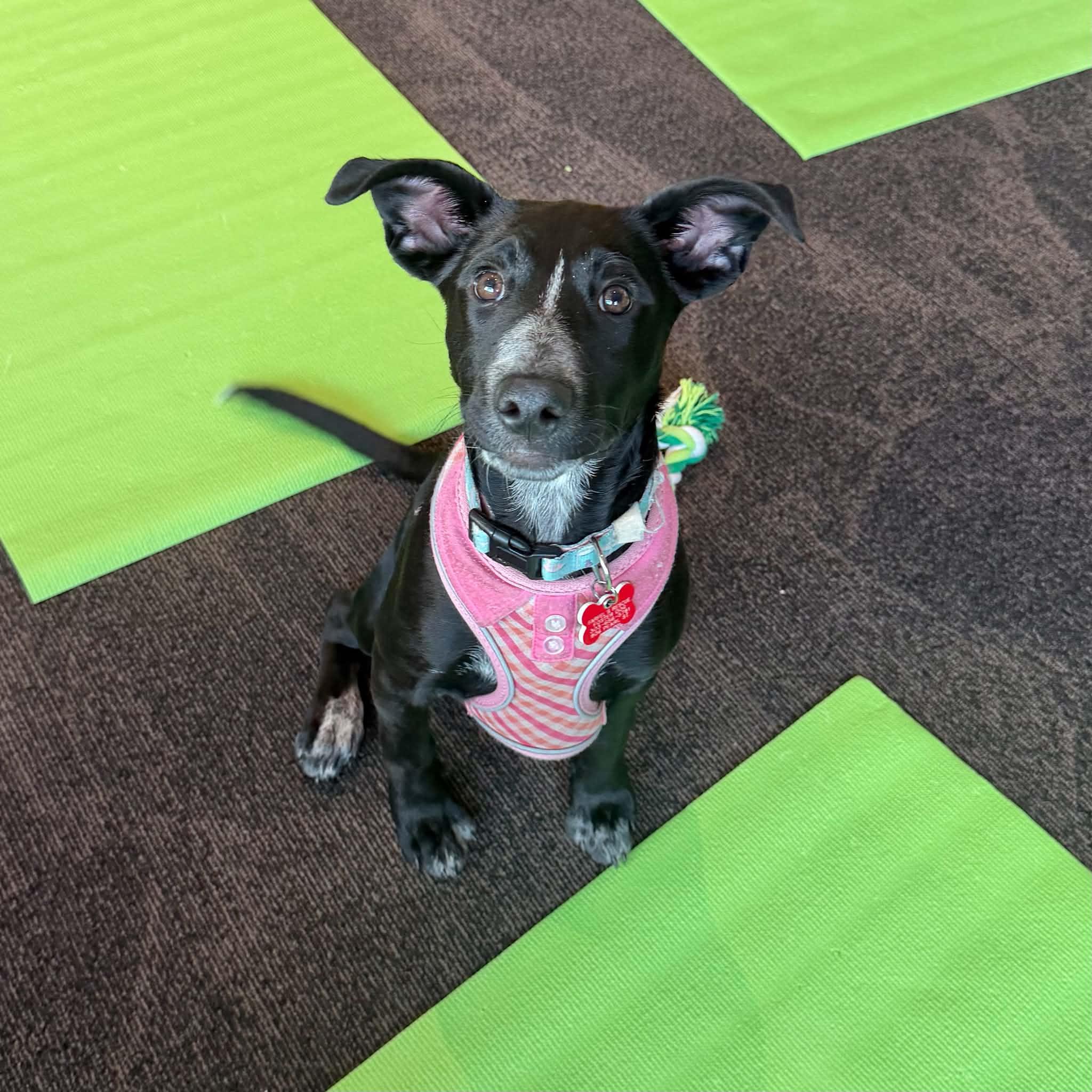 Enlarge Dixie, a Adoptable mixed breed in Boulder, CO image 1/6
