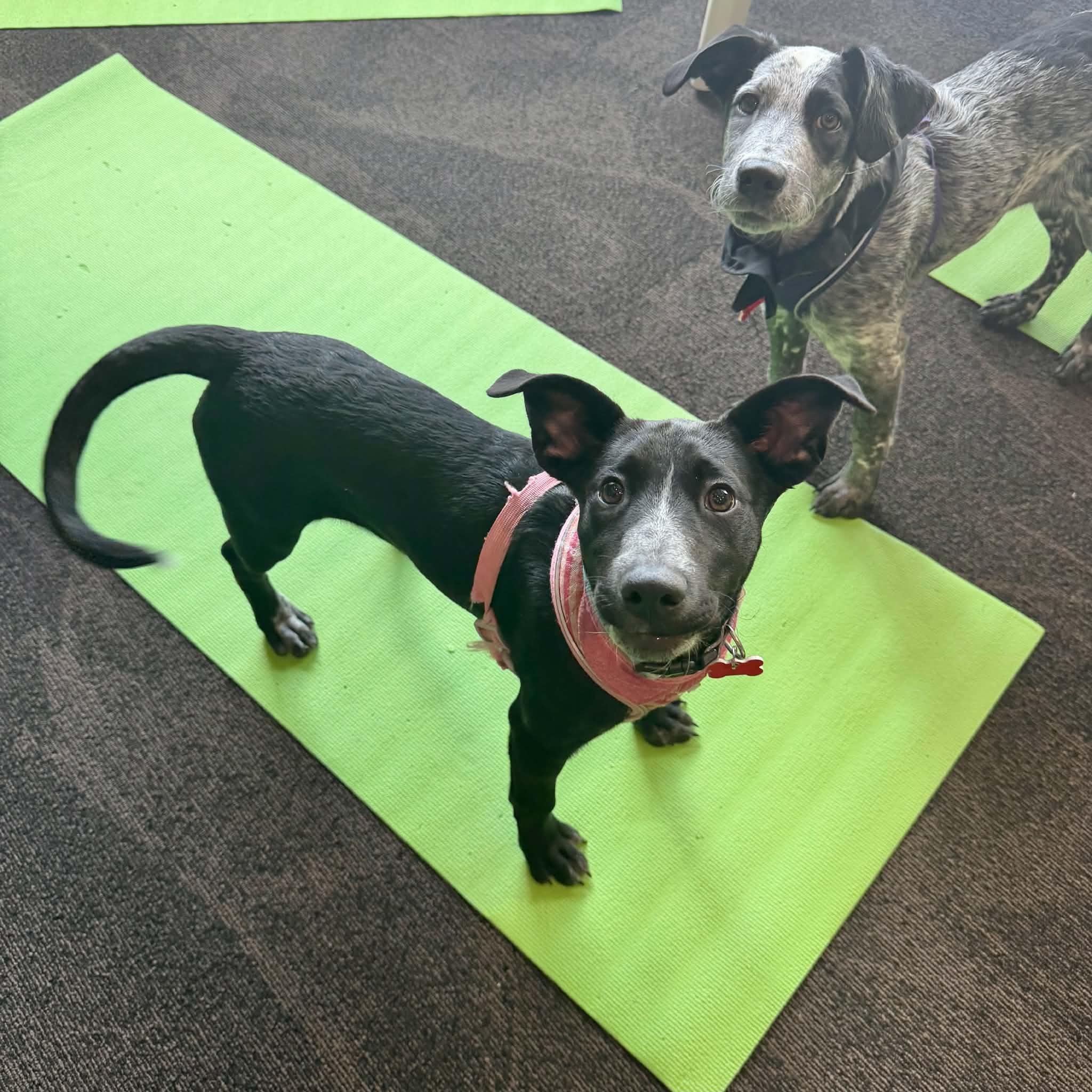 Enlarge Dixie, a Adoptable mixed breed in Boulder, CO image 6/6