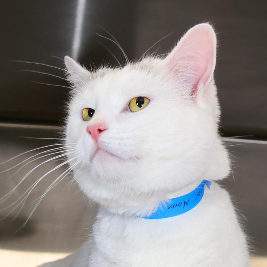 Buster Moon thumbnail 2