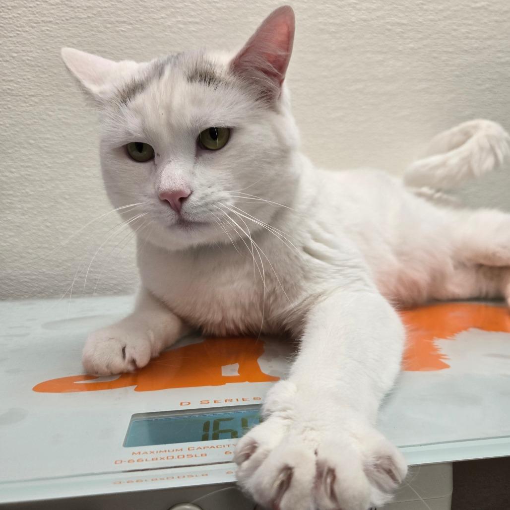 Buster Moon thumbnail 3