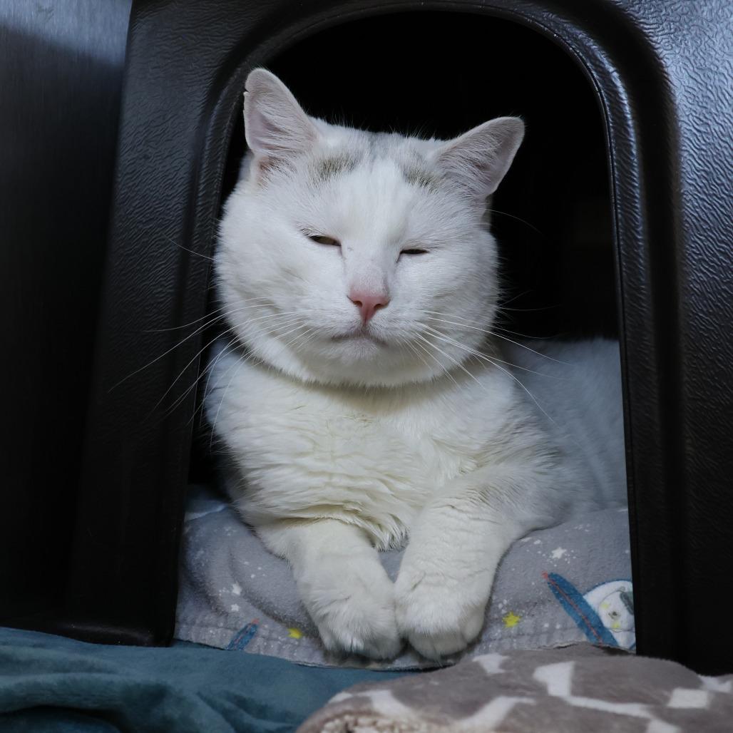 Buster Moon thumbnail 4