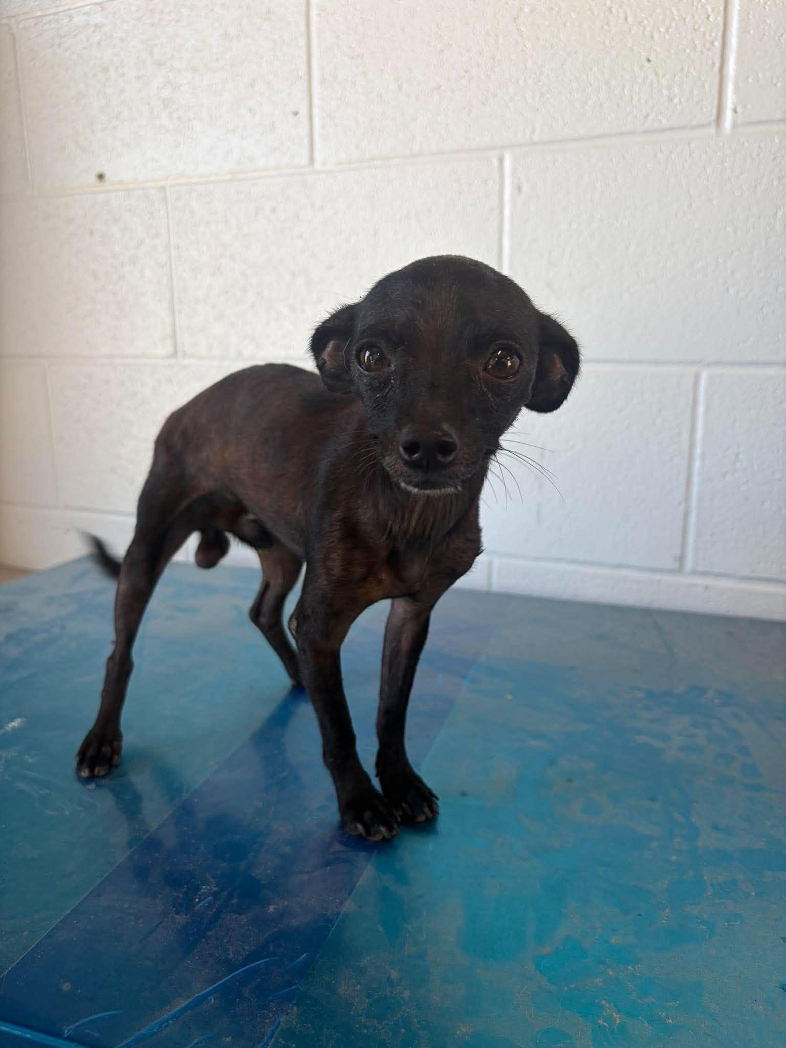 G$ (G-Money), Adoptable, Young Male Chihuahua.