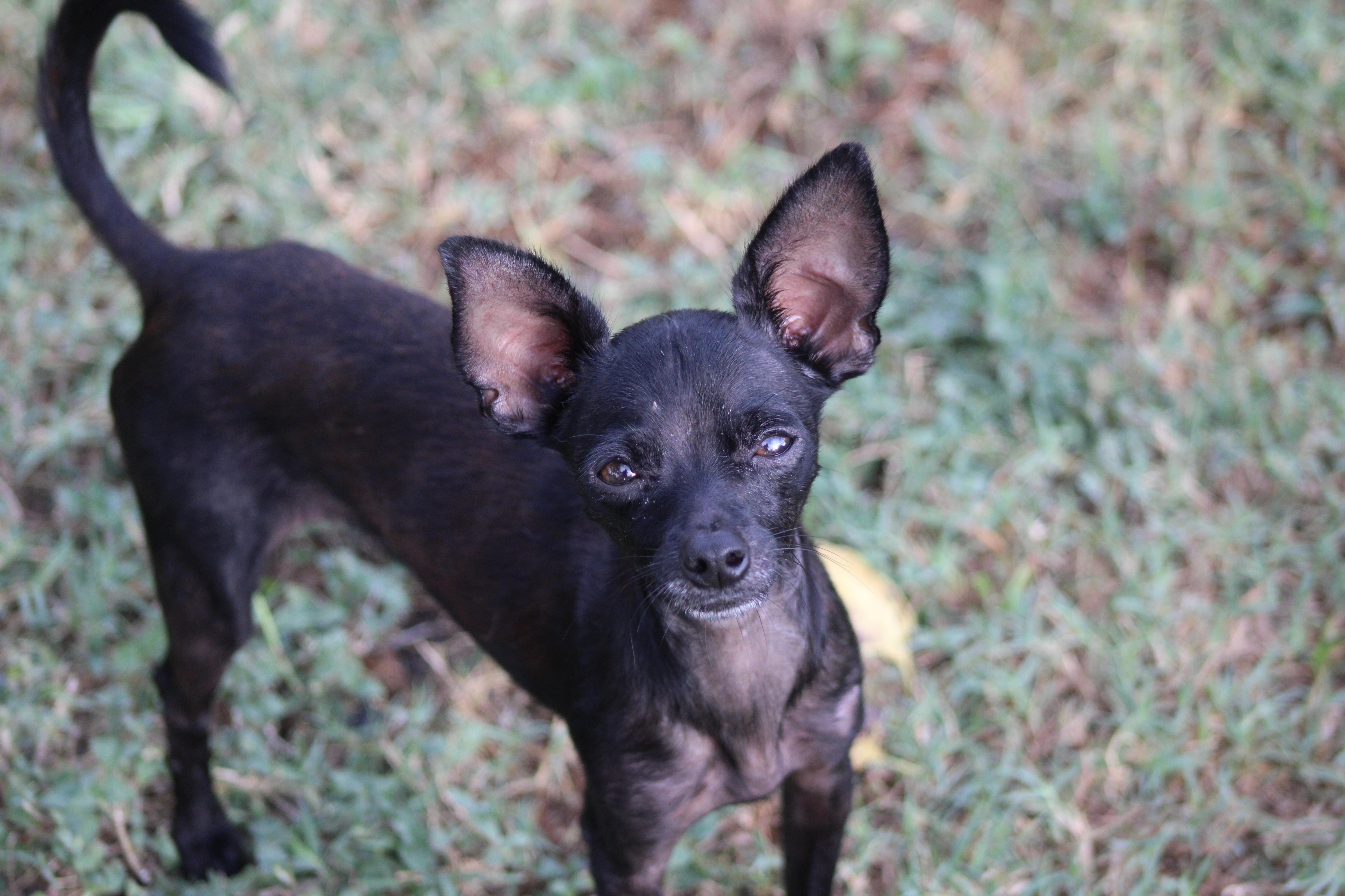 Enlarge G$ (G-Money), a Adoptable Chihuahua in Austin, TX image 2/6