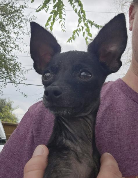 Enlarge G$ (G-Money), a Adoptable Chihuahua in Austin, TX image 3/6