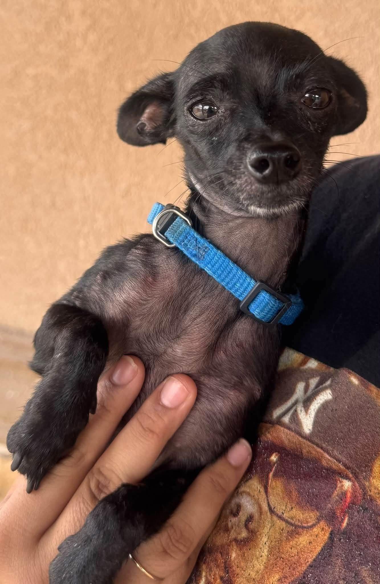 Enlarge G$ (G-Money), a Adoptable Chihuahua in Austin, TX image 4/6