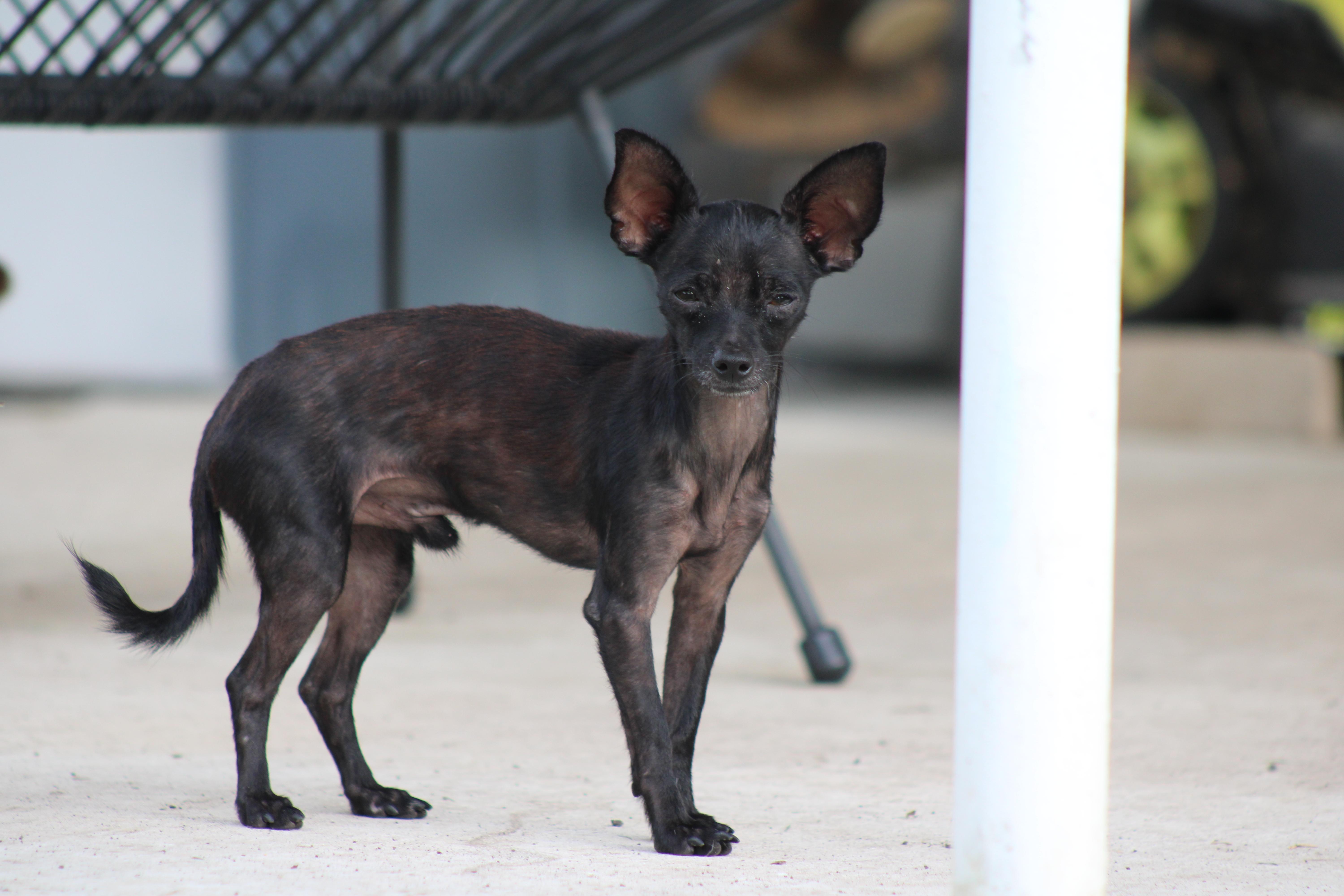 Enlarge G$ (G-Money), a Adoptable Chihuahua in Austin, TX image 5/6