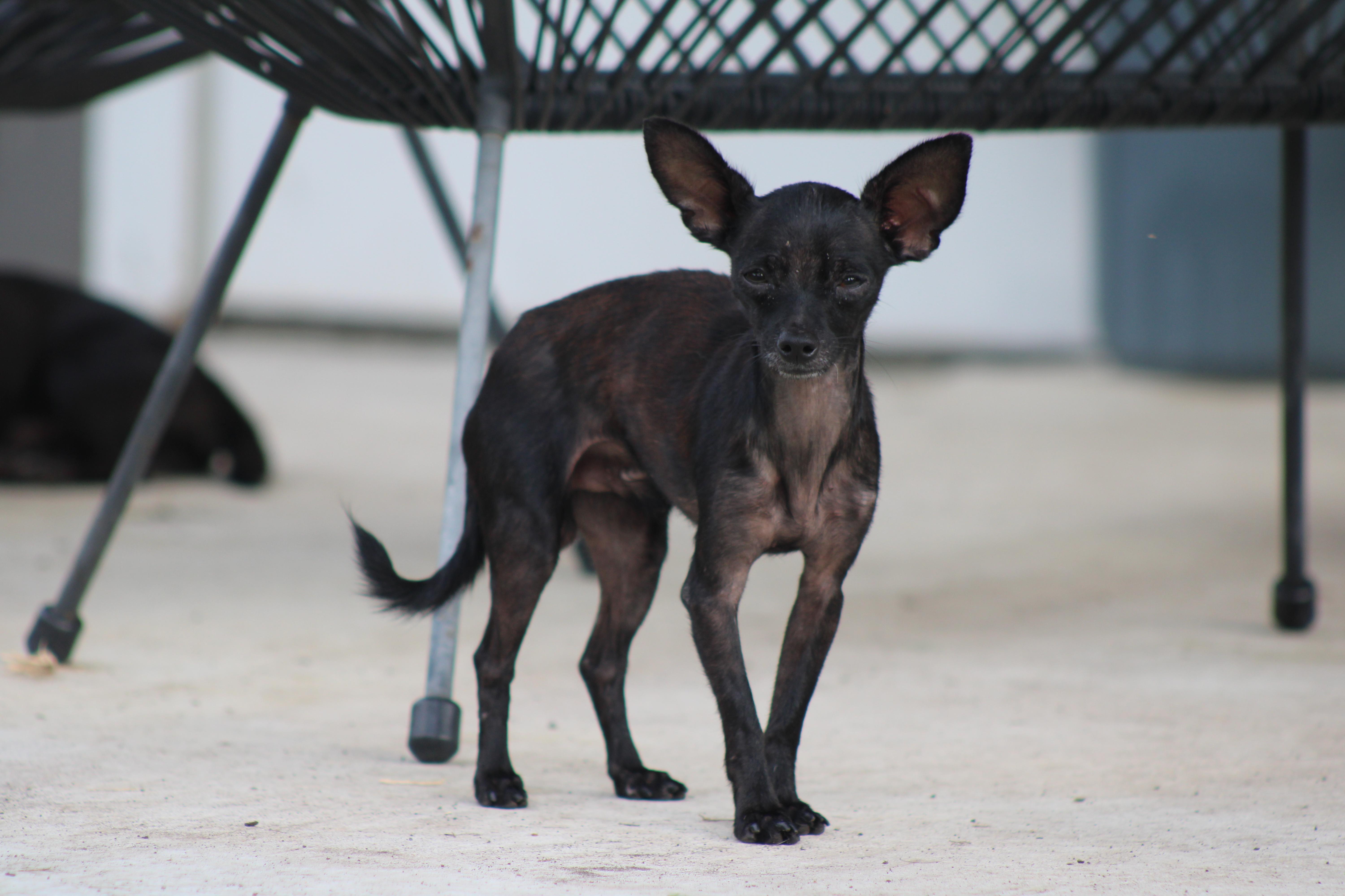 Enlarge G$ (G-Money), a Adoptable Chihuahua in Austin, TX image 6/6