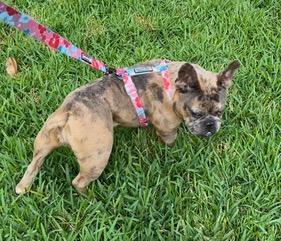 Vixxen, a ADOPTABLE French Bulldog in Longwood, FL image 4/5