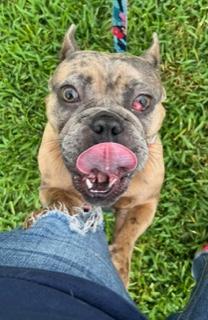 Vixxen, a ADOPTABLE French Bulldog in Longwood, FL image 3/5