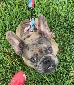 Vixxen, a ADOPTABLE French Bulldog in Longwood, FL image 5/5