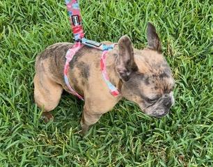 Vixxen, a ADOPTABLE French Bulldog in Longwood, FL image 2/5