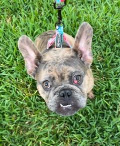 Vixxen, a ADOPTABLE French Bulldog in Longwood, FL image 1/5