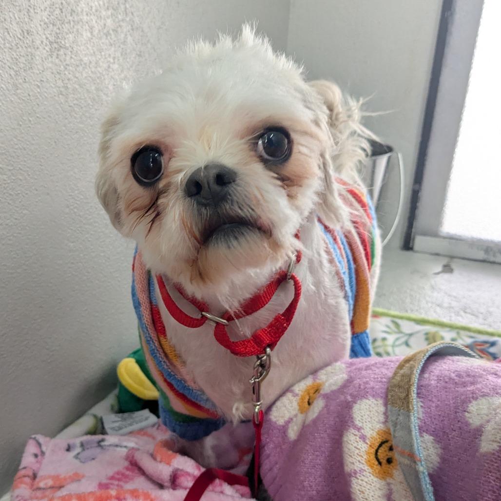 Hachi, Adoptable, Adult Male Shih Tzu.
