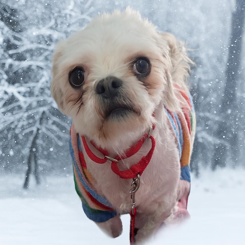 Enlarge Hachi, a Adoptable Shih Tzu in Providence, RI image 2/5