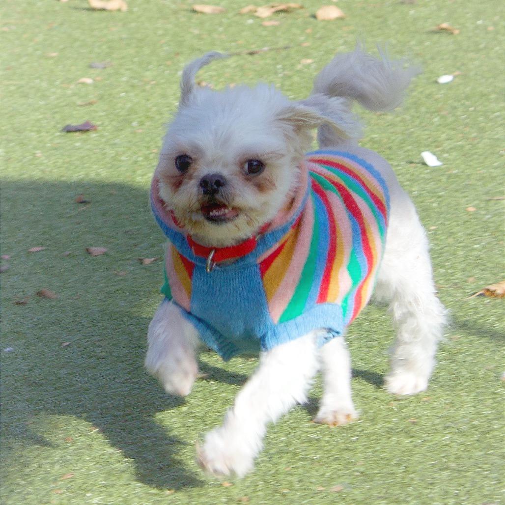 Enlarge Hachi, a Adoptable Shih Tzu in Providence, RI image 3/5
