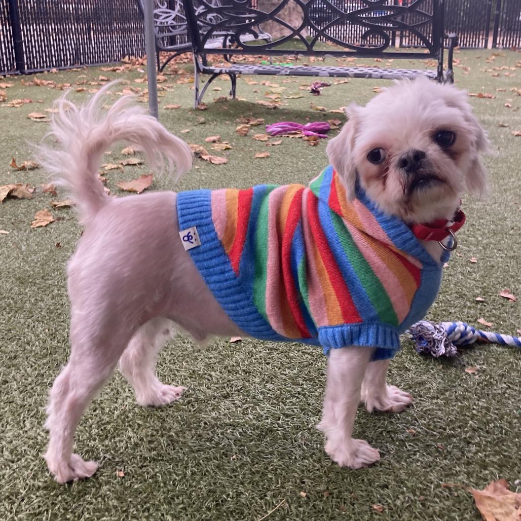 Enlarge Hachi, a Adoptable Shih Tzu in Providence, RI image 5/5