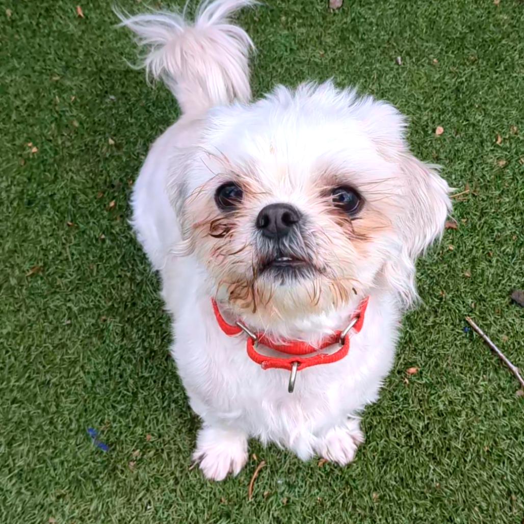 Enlarge Hachi, a Adoptable Shih Tzu in Providence, RI image 6/6