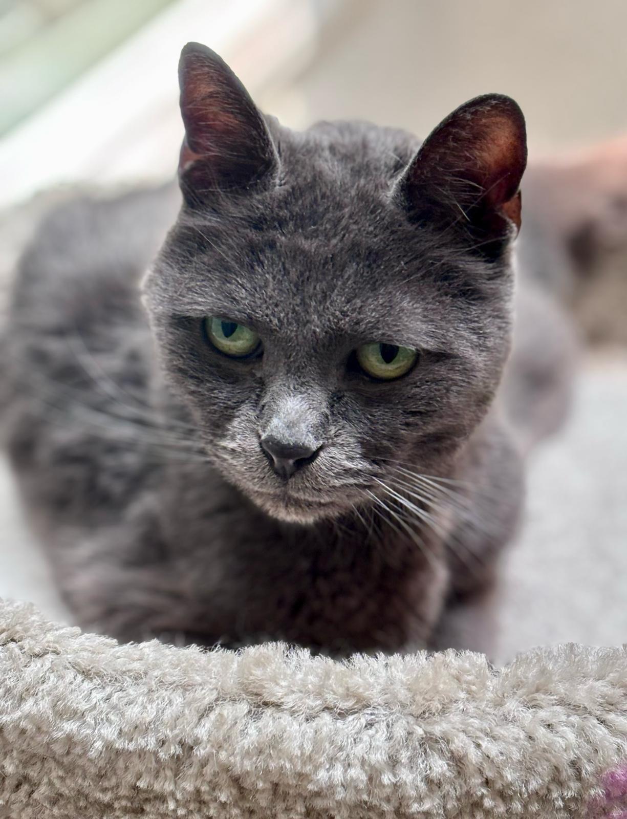 Olive, Adoptable, Adult Female Russian Blue.