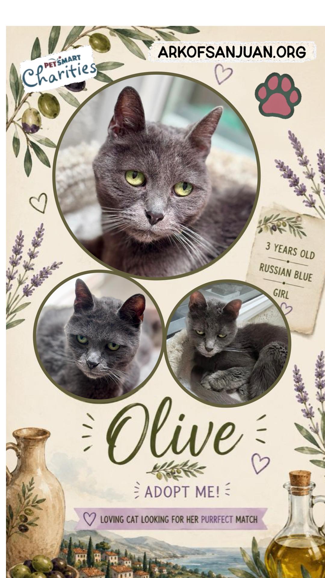 Olive, a Adoptable Russian Blue in San Juan Capistrano, CA image 2/2