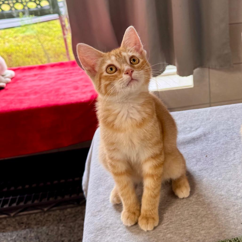 Kona, Adoptable, Young Male Domestic Medium Hair.
