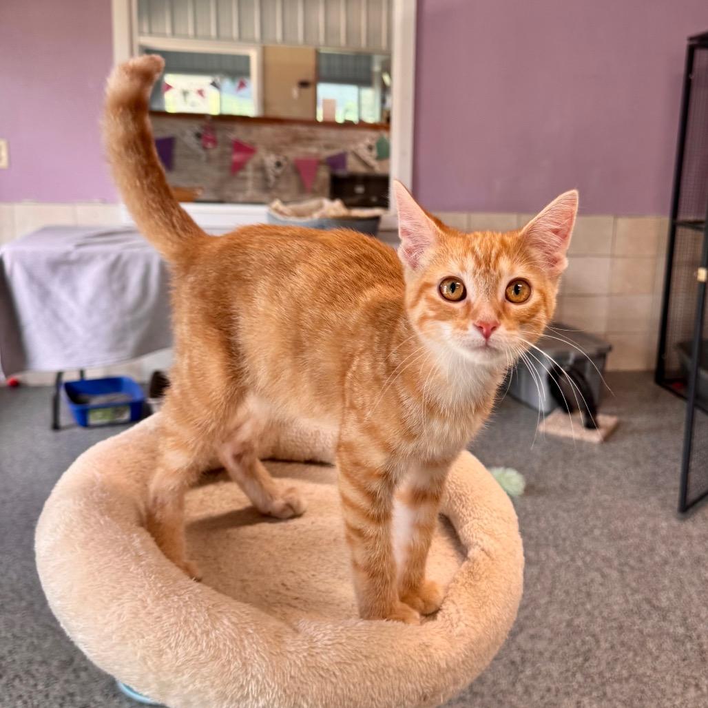 Enlarge Kona, a Adoptable Domestic Medium Hair in Mondovi, WI image 2/5