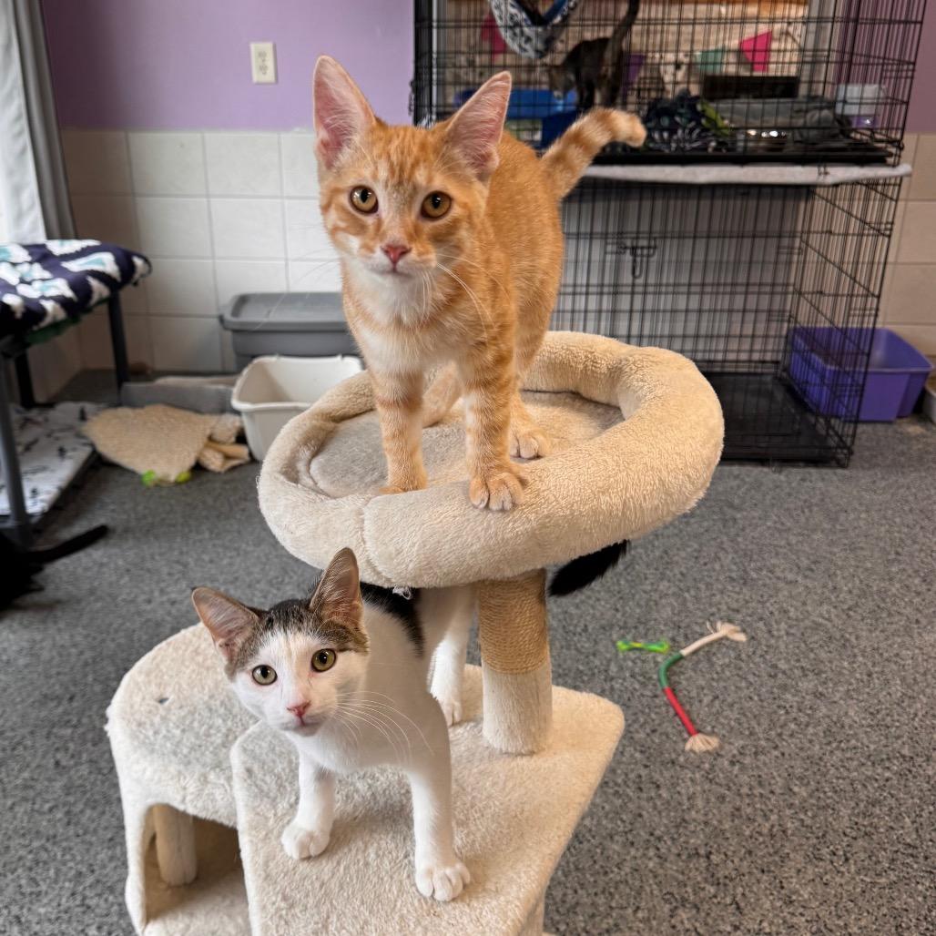 Enlarge Kona, a Adoptable Domestic Medium Hair in Mondovi, WI image 3/5