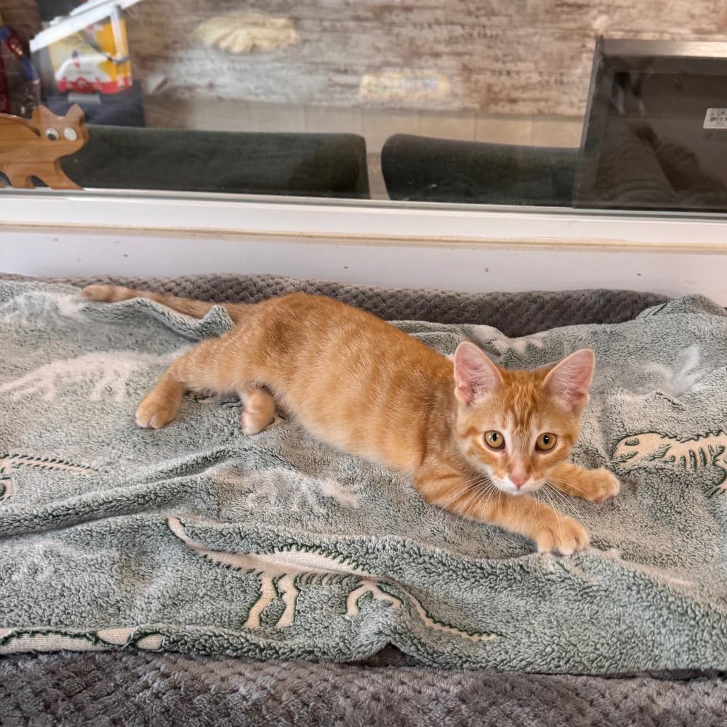Enlarge Kona, a Adoptable Domestic Medium Hair in Mondovi, WI image 4/5
