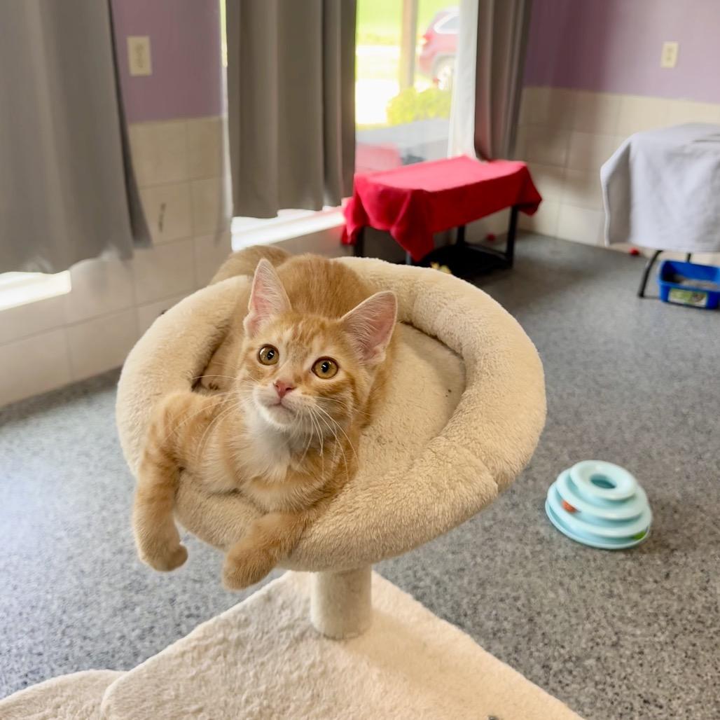 Enlarge Kona, a Adoptable Domestic Medium Hair in Mondovi, WI image 5/5