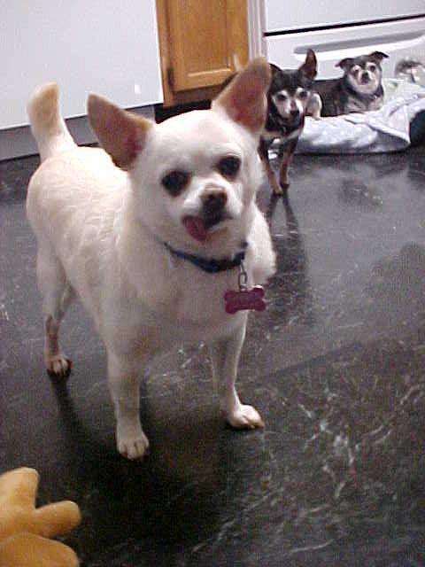 Max - 12 pounds, adoptable, Senior Male Chihuahua & Pug.